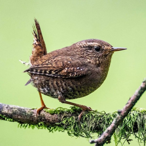 A Pacific Wren in Surrey BC